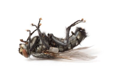 Ölü sinek beyaz arka planda izole edilmiş.