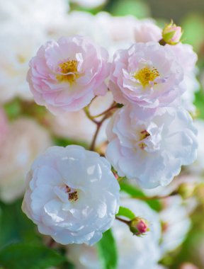 beyaz gül, yumuşak etkisi çalılar