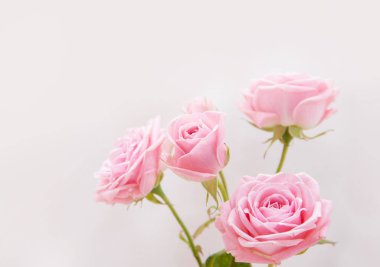 Yumuşak renklerde pembe güller, arka plan için bulanık biçimli.