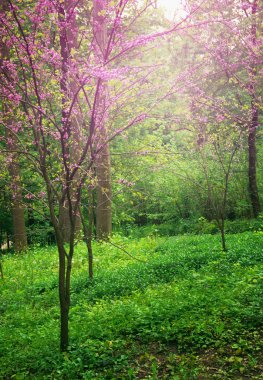 güzel pembe kiraz çiçeği