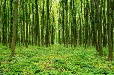 Orman ağaçları. doğa yeşil ahşap güneş ışığı arka planı.