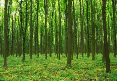 Orman ağaçları. doğa yeşil ahşap güneş ışığı arka planı.