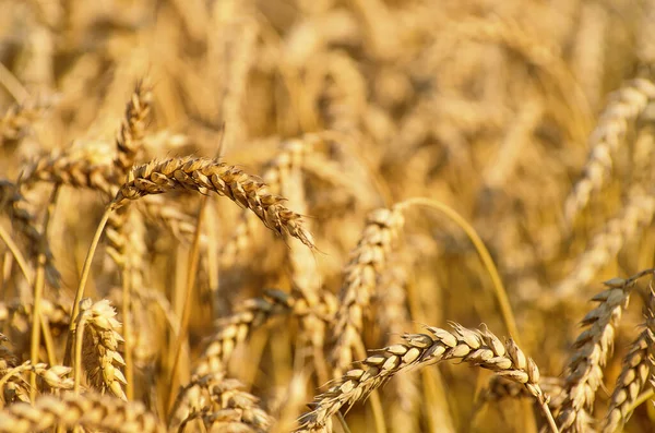 Yazın sonunda tamamen olgunlaşmış buğday tarlaları