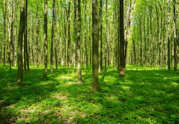 Baharda Yeşil Orman — Stok fotoğraf