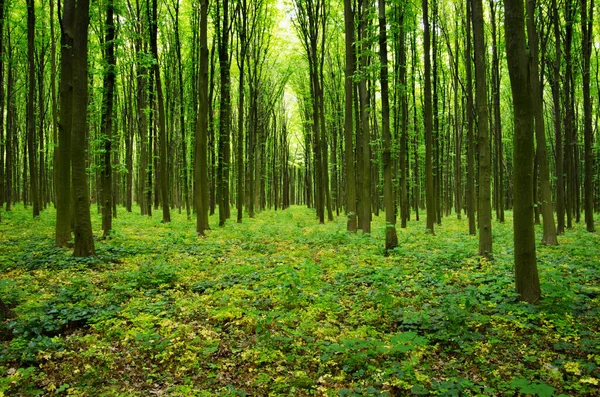 Orman Ağaçları Doğa Yeşil Ahşap Güneş Işığı Arka Planı — Stok fotoğraf