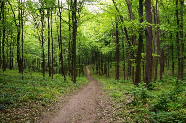 Шлях Весняно Зеленому Лісі — стокове фото