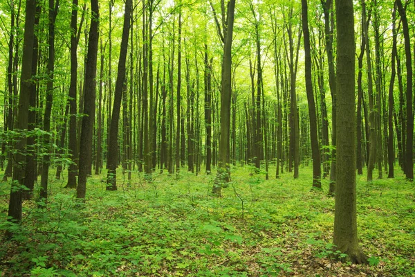 Árboles Forestales Naturaleza Madera Verde Luz Del Sol Fondos — Foto de Stock