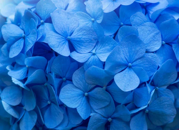 Kék Hydrangea Háttér Hortensia Virágok Felülete — Stock Fotó