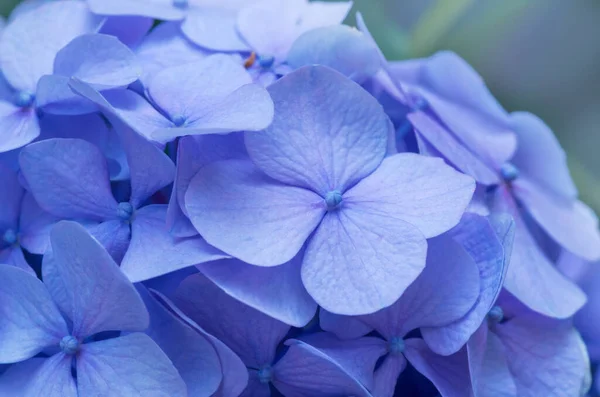 Kék Hydrangea Háttér Hortensia Virágok Felülete — Stock Fotó