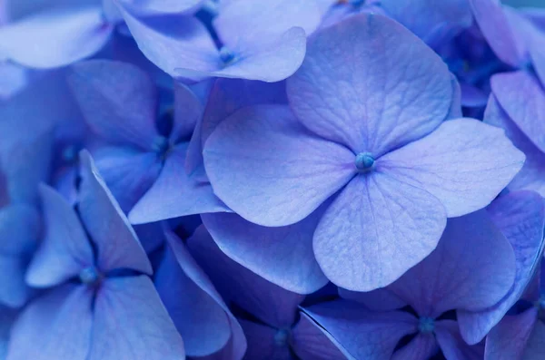 Blauwe Hortensia Achtergrond Hortensia Bloemen Oppervlak — Stockfoto