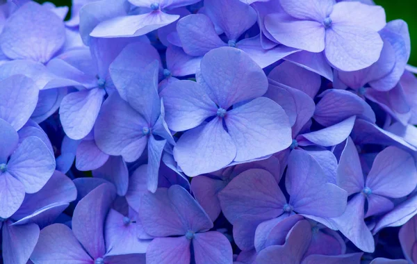 Mavi Ortanca Arka Planı Hortensiya Çiçek Yüzeyi — Stok fotoğraf