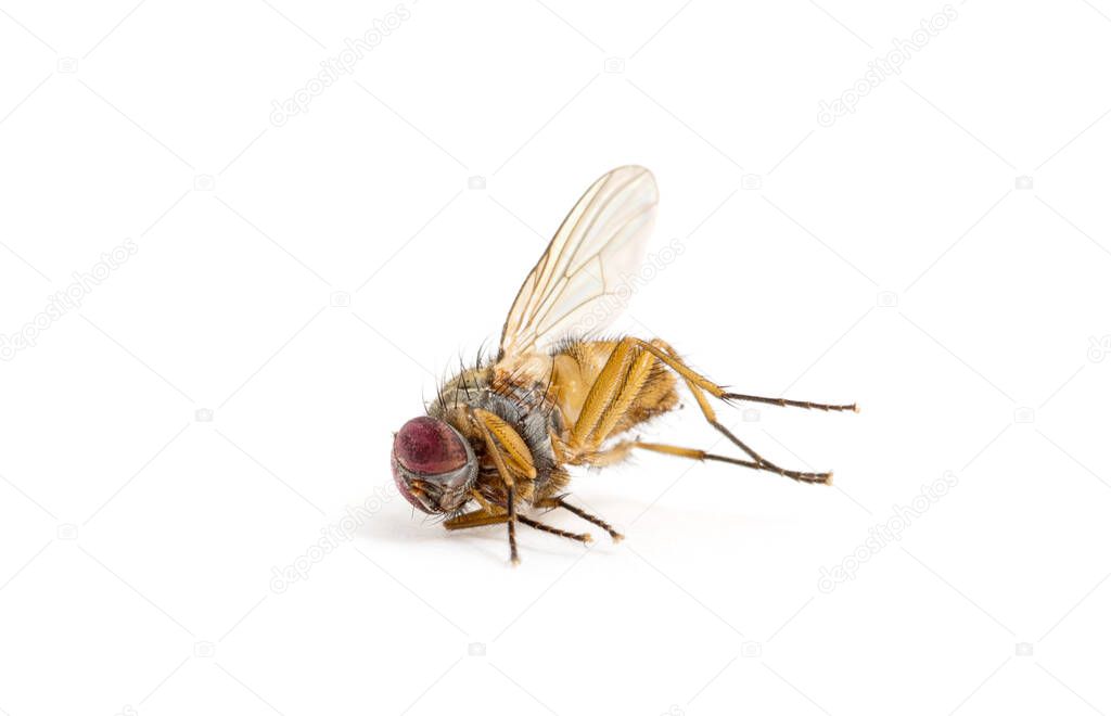 dead fly isolated on a white background