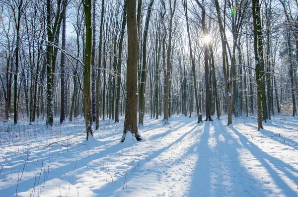 Pôr Sol Floresta Inverno — Fotografia de Stock
