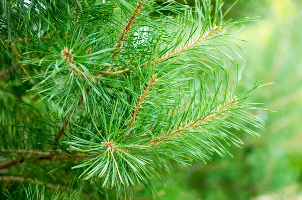 Needles Pine Background — Stock Photo, Image