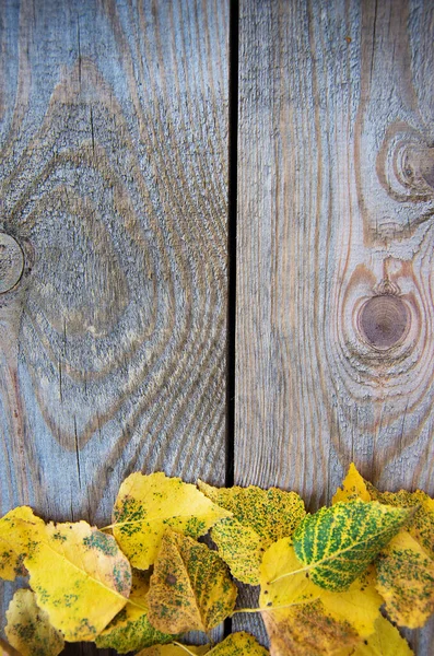 Fondo Autunnale Con Foglie Tavola Legno — Foto Stock