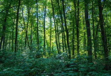 Yeşil ormanda güneş ışığı, bahar zamanı.