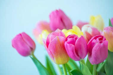 Lale çiçeği karışımı arka plan