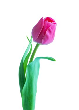 Beyaz arkaplanda izole edilmiş pembe lale çiçeği