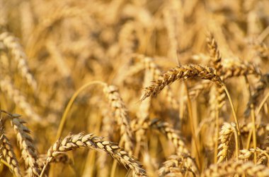 Yazın sonunda tamamen olgunlaşmış buğday tarlaları