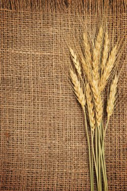 Çuval bezi arka planında buğday kulağı sınırı