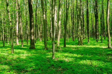 Baharda Yeşil Orman