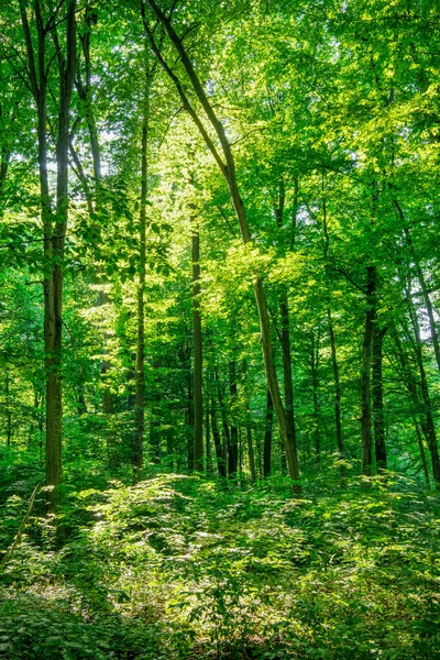 Yeşil ormanda güneş ışığı, bahar zamanı.