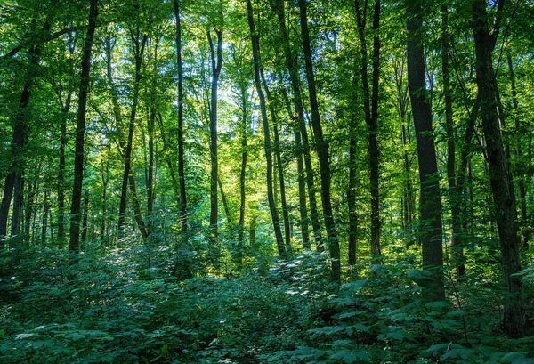 Yeşil ormanda güneş ışığı, bahar zamanı.