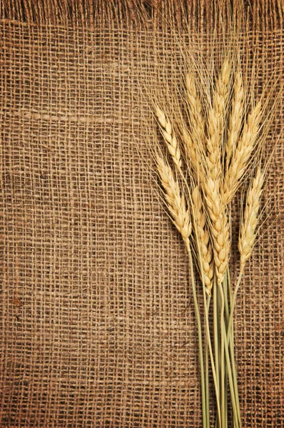 Çuval bezi arka planında buğday kulağı sınırı