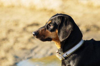 Bulanık doğa arka planına karşı siyah ve kırmızı dachshund portresi