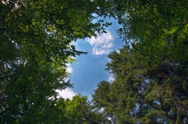 Ormanın yeşil ağaçlarının arasından mavi, berrak gökyüzüne bakıyorum