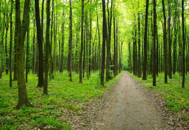 Yeşil ormanda yol