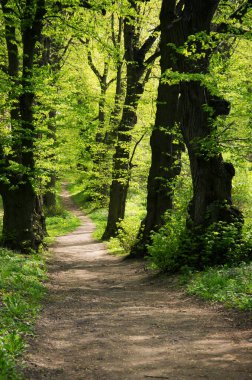 Yeşil ormanda bir patika var.