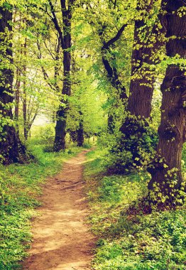 Yeşil ormanda bir patika var.