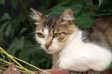 Aniden bir adam gören sokak kedisi