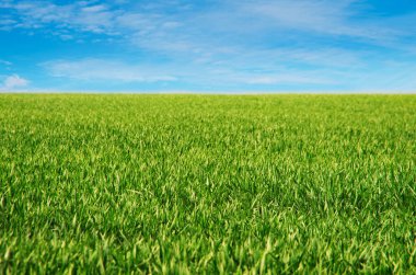 Yeşil çimen alanı ve parlak mavi gökyüzü