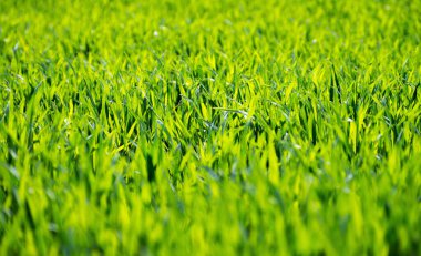 Bir tarladan yeşil çimen dokusu