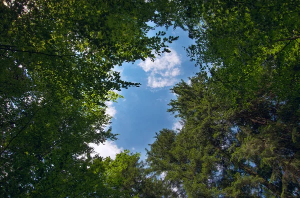 Ormanın yeşil ağaçlarının arasından mavi, berrak gökyüzüne bakıyorum