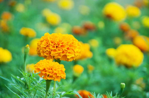 Jaune Orange Fleur Souci Dans Jardin — Photo