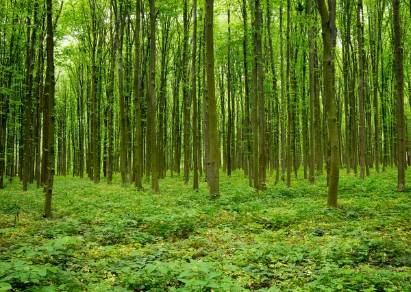 Orman ağaçları. doğa yeşil ahşap güneş ışığı arka planı.