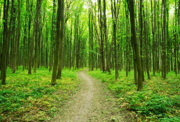 Path Spring Green Forest — Stock Photo, Image