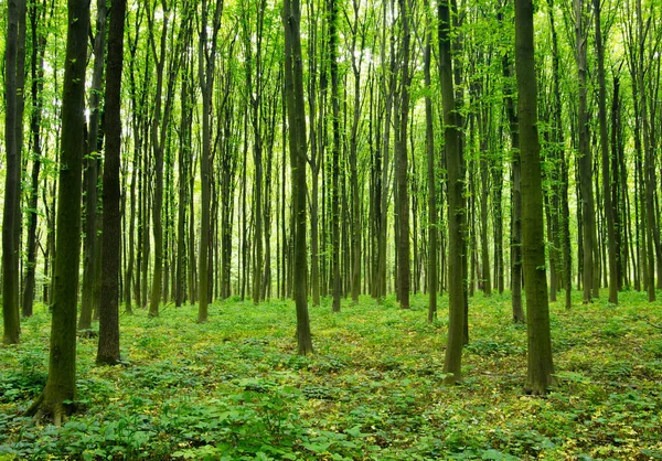 Orman ağaçları. doğa yeşil ahşap güneş ışığı arka planı.