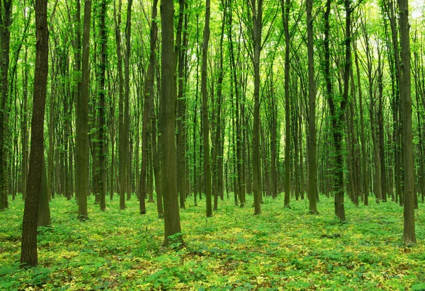 Árboles Forestales Naturaleza Madera Verde Luz Del Sol Fondos — Foto de Stock