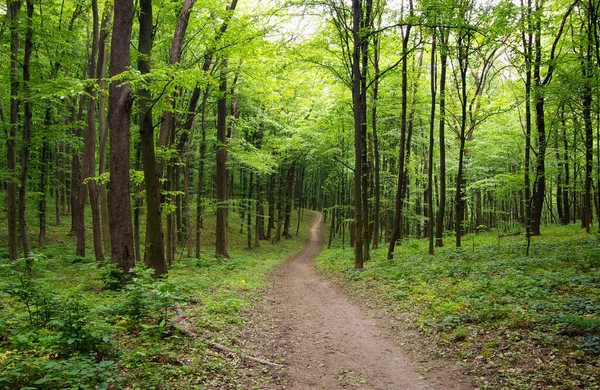 Baharın yeşil ormanında yol