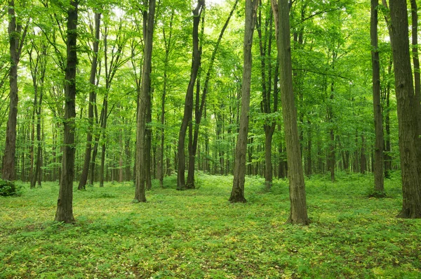 Waldbäume Natur Grün Holz Sonnenlicht Hintergründe — Stockfoto