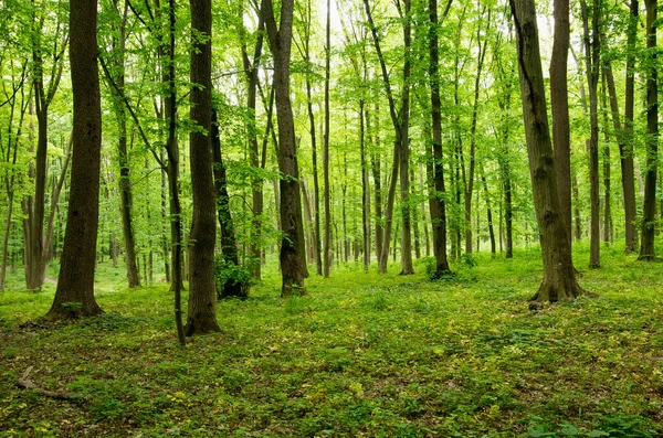 Árboles Forestales Naturaleza Madera Verde Luz Del Sol Fondos — Foto de Stock