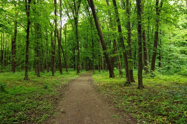 Шлях Весняно Зеленому Лісі — стокове фото