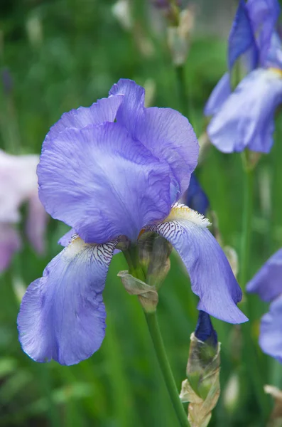 Prachtige Heldere Irissen Zomertuin — Stockfoto