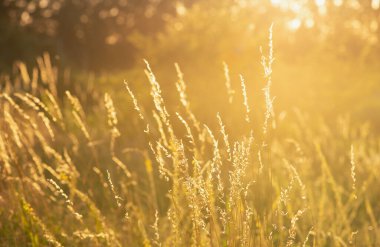 Gün batımında çimen tarlası