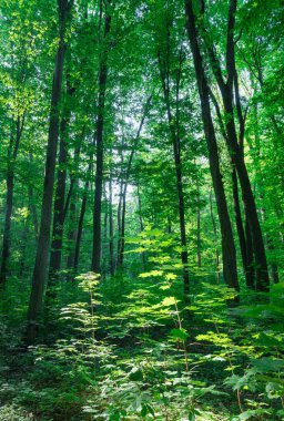 Yeşil ormanda güneş ışığı, bahar zamanı.