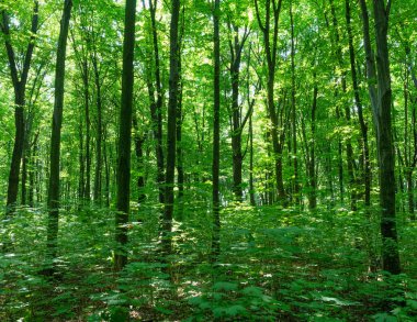 Yeşil ormanda güneş ışığı, bahar zamanı.